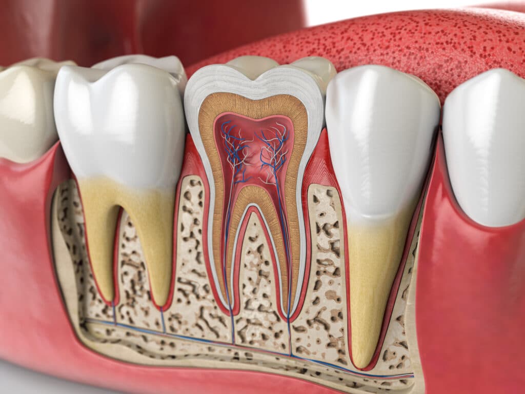 Cross section of human tooth as a 3d illustration.